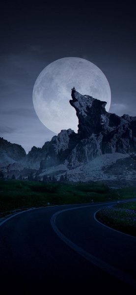 تصویر زمینه گرگ ترسناک