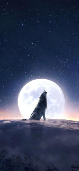 تصویر زمینه گرگ ترسناک