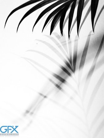  والپیپر مینیمال گل