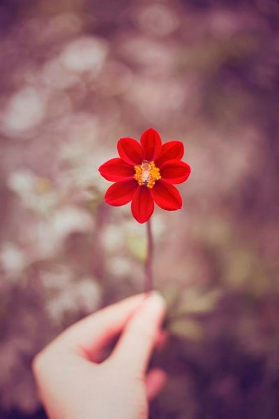  عکس مینیمالی گل برای پس زمینه