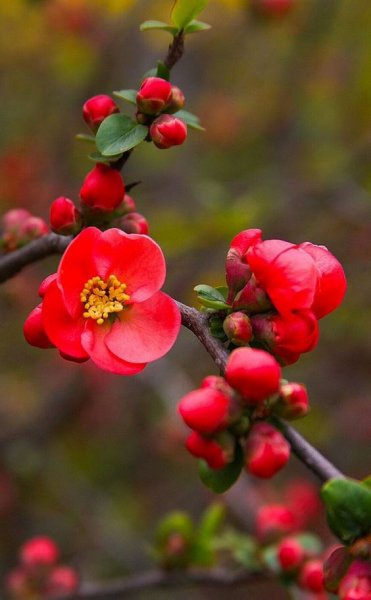  عکس مینیمالی گل برای پس زمینه