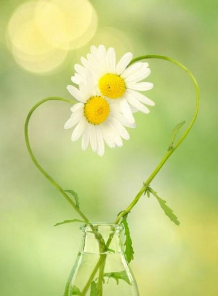  عکس مینیمالی گل برای پس زمینه