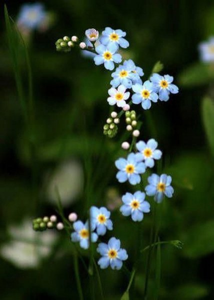  عکس مینیمالی گل برای پس زمینه