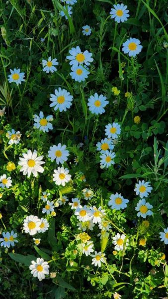  عکس منظره گل برای پروفایل