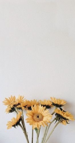  بک گراند سفید زیبا برای استوری