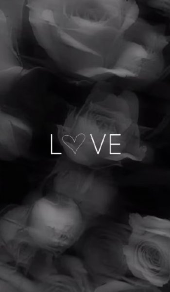  والپیپر گل رز سفید برای گوشی آیفون