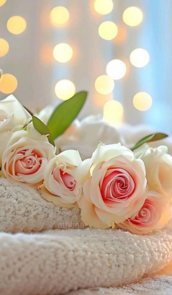  والپیپر گل رز سفید برای گوشی سامسونگ