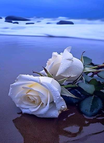 عکس گل رز سفید با کیفیت بالا