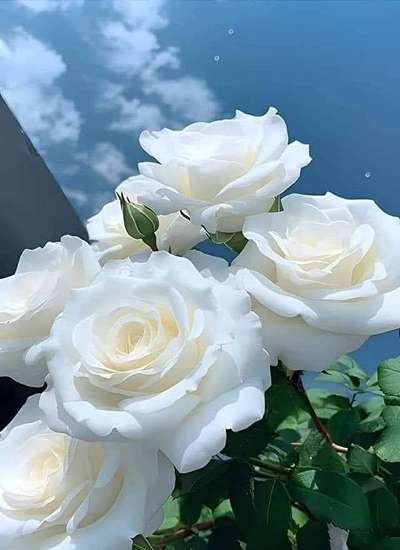  عکس گل رز سفید با کیفیت بالا