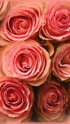 عکس پس زمینه گل و طبیعت