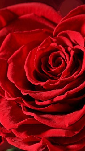 عکس گل برای پس زمینه