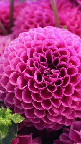 عکس گل برای پس زمینه