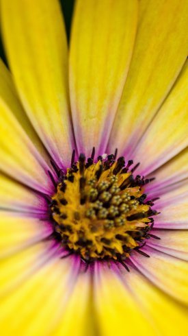  عکس پس زمینه گل و طبیعت