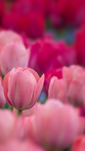 عکس گل برای پس زمینه