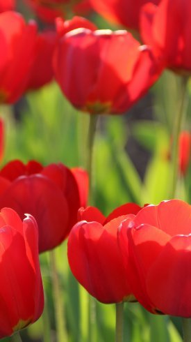 عکس گل برای پس زمینه