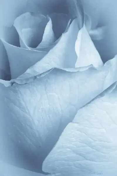  عکس گل رز آبی برای پروفایل