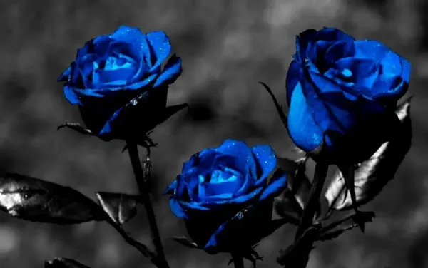  عکس گل آبی برای پروفایل