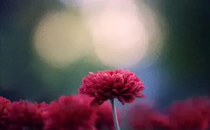  عکس گل داوودی برای پروفایل با کیفیت بالا