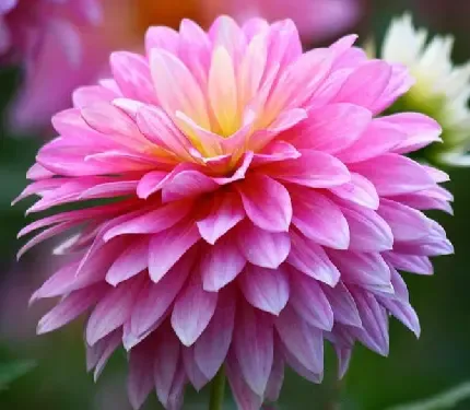  عکس گل داوودی مینیاتوری