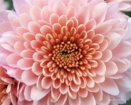  عکس گل داوودی مینیاتوری