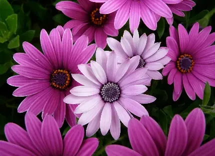 عکس گل داوودی قرمز