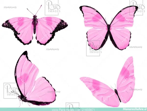  عکس گل و پروانه صورتی برای تصویر زمینه