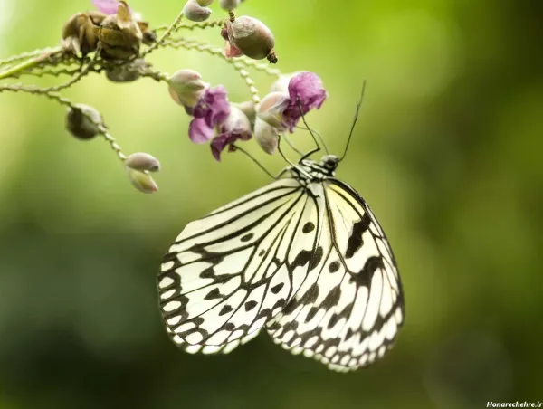  عکس گل و پروانه صورتی برای تصویر زمینه