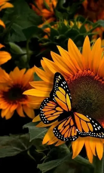  عکس گل و پروانه زیبا برای پروفایل دخترونه