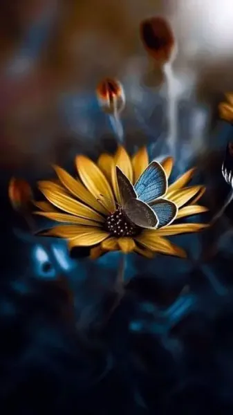  عکس گل و پروانه زیبا برای پروفایل دخترونه