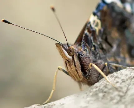  عکس گل و پروانه زیبا برای پروفایل دخترونه