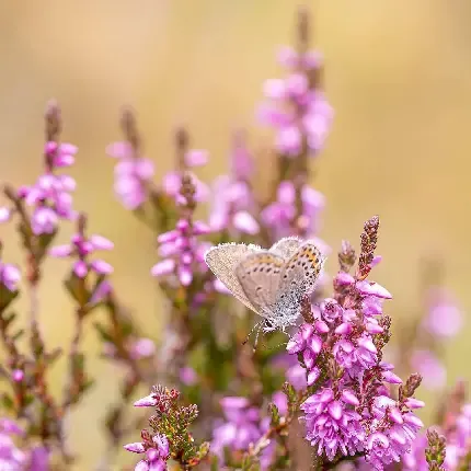  عکس گل و پروانه زیبا برای پروفایل دخترونه