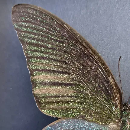  عکس گل و پروانه زیبا برای پروفایل دخترونه