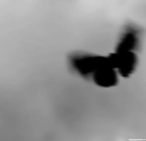 عکس پروانه سیاه
