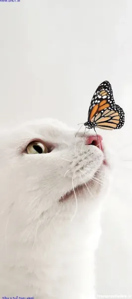  عکس پروانه سیاه