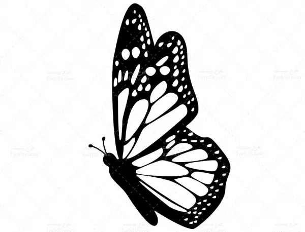  عکس پروانه سیاه