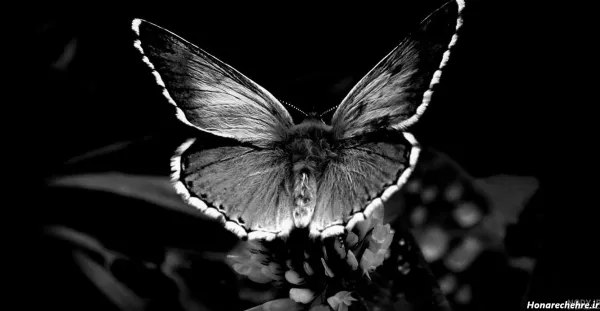  عکس پروانه سیاه