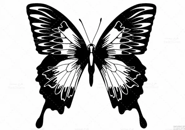 عکس پروانه سیاه