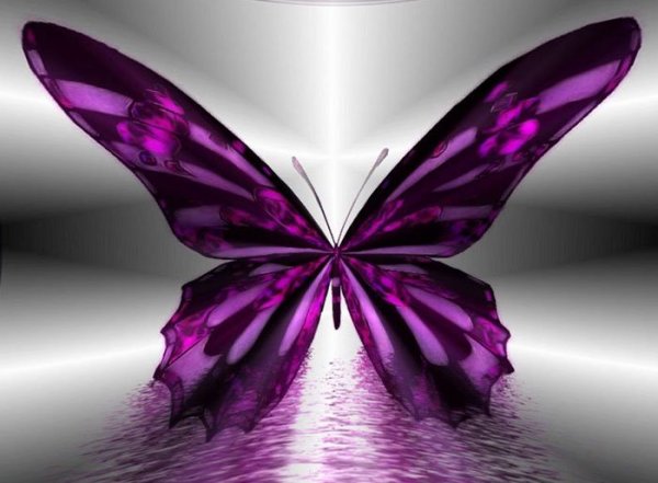  عکس زیبا و کیوت پروانه و گل