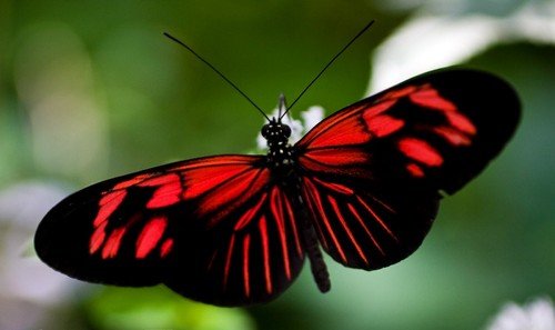  عکس پروانه برای پروفایل