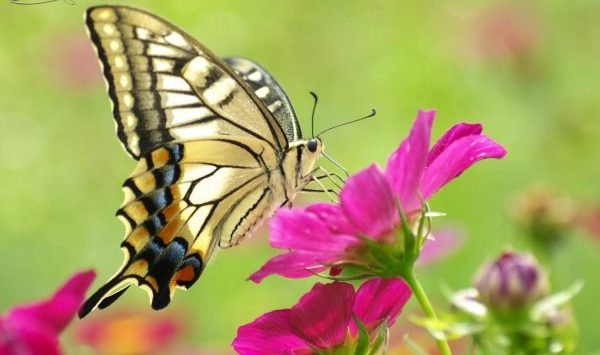  عکس پروانه برای پروفایل