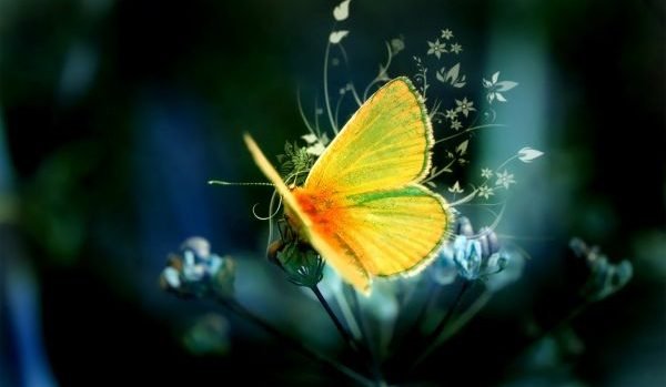  عکس پروانه برای پروفایل