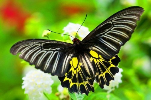  عکس پروانه برای پروفایل