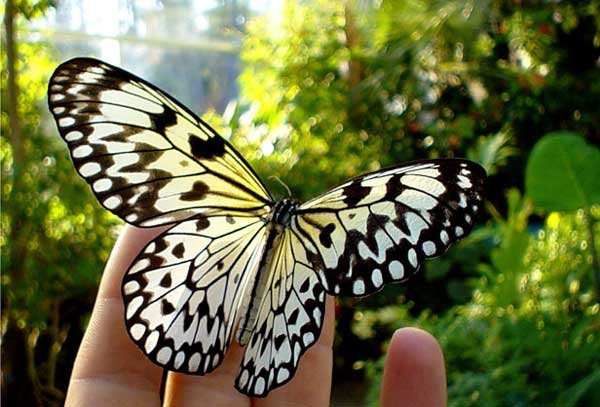  عکس پروانه برای پروفایل