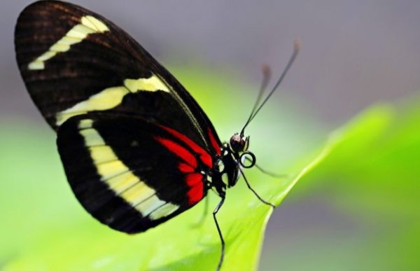  عکس پروانه برای پروفایل