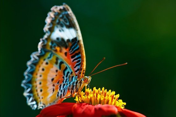  عکس زیباترین پروانه ها