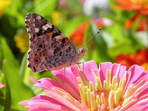  عکس زیباترین پروانه ها