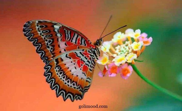  عکس گل و پروانه برای پروفایل واتساپ