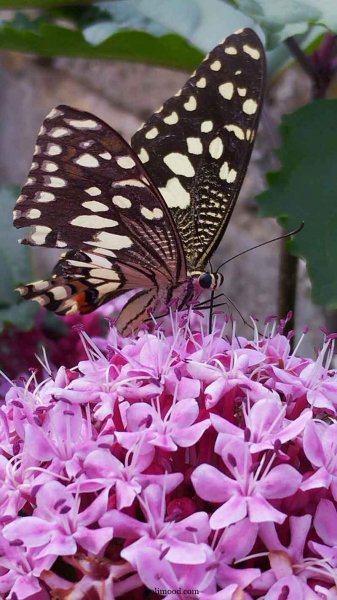  عکس گل و پروانه برای پروفایل واتساپ