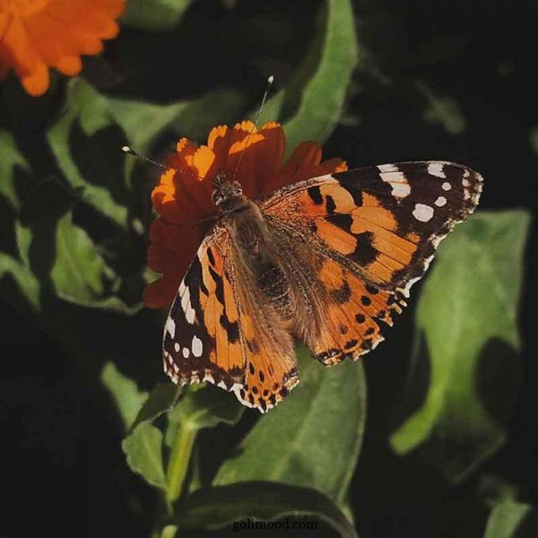  عکس گل و پروانه برای پروفایل واتساپ