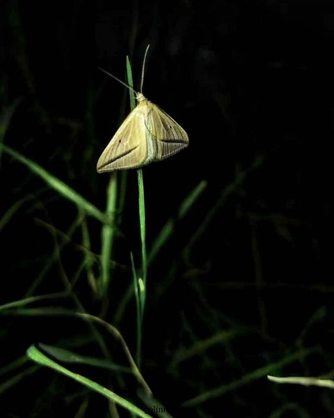  عکس گل و پروانه برای پروفایل واتساپ